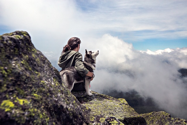 dog harness