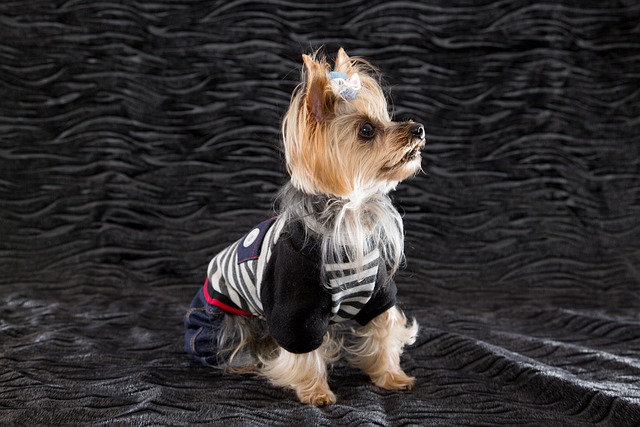 yorkshire terrier