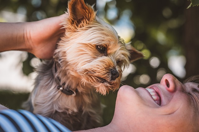 yorkshire terrier