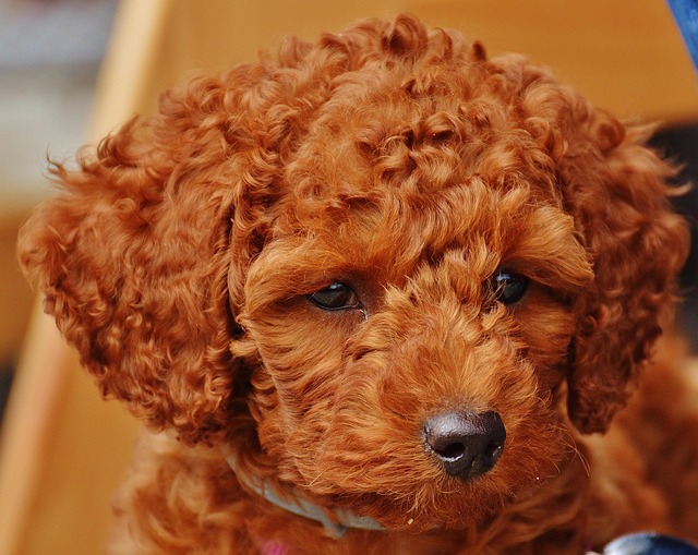 miniature poodle