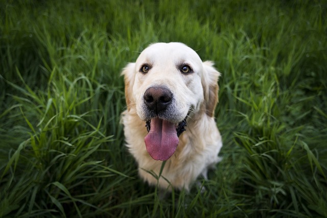 dogs