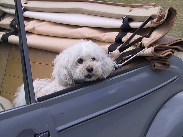 poodle