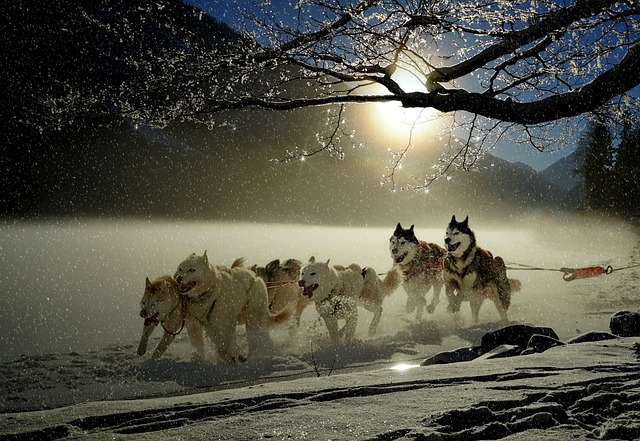 dogs
