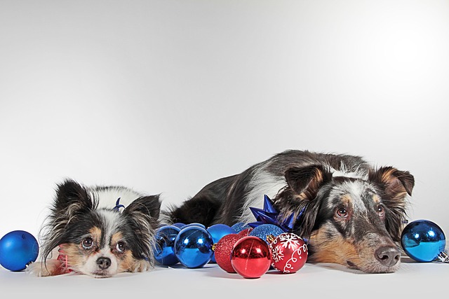 dogs