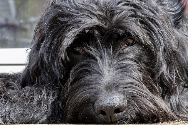 poodle