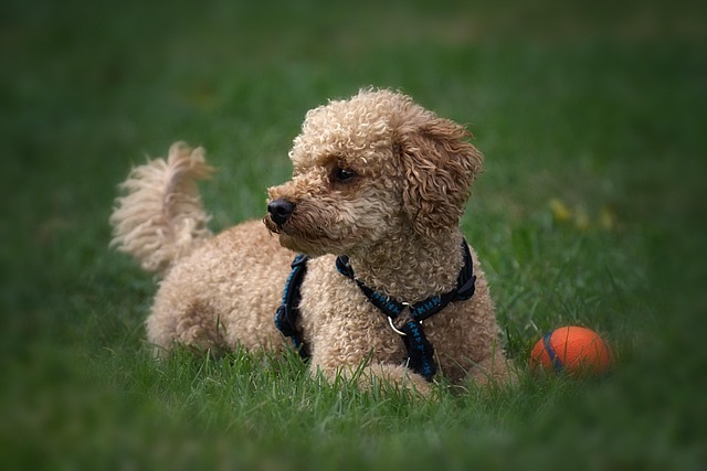 black poodle