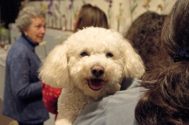 toy poodle