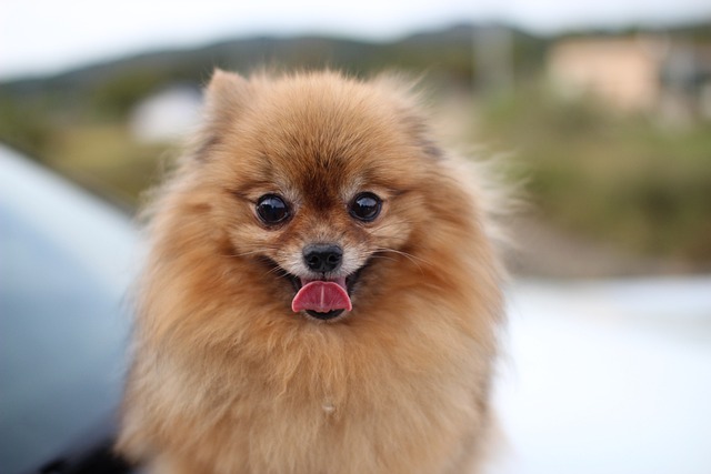 dogs