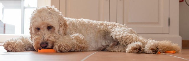 poodle