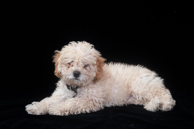 poodle