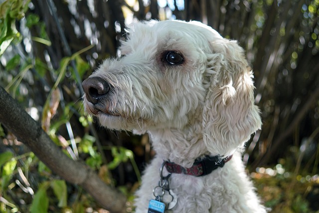 poodle