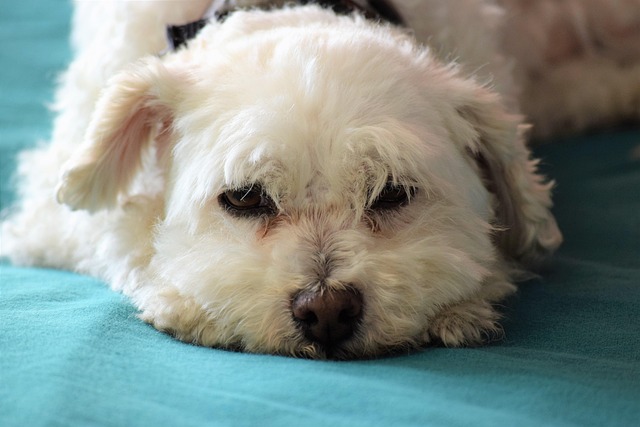 poodle