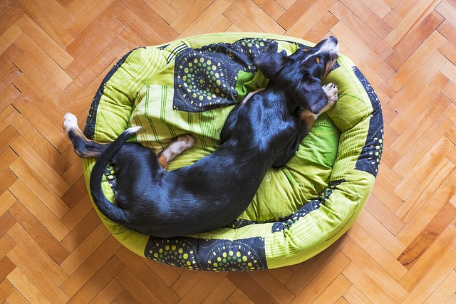 dogs