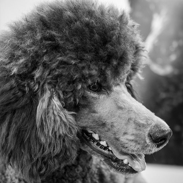 poodle