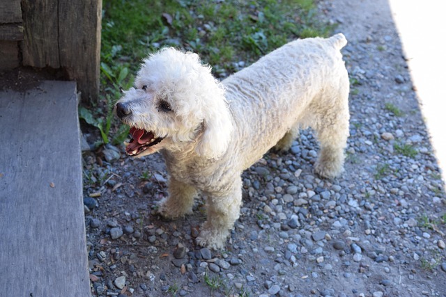 poodle