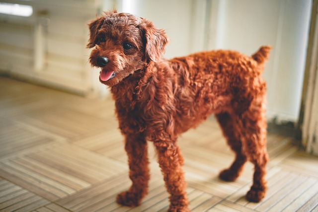 poodle