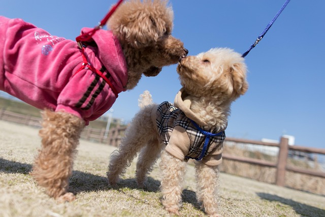 poodle