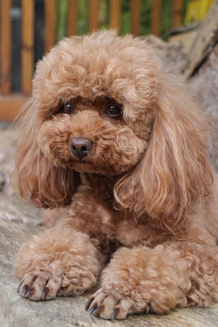 poodle