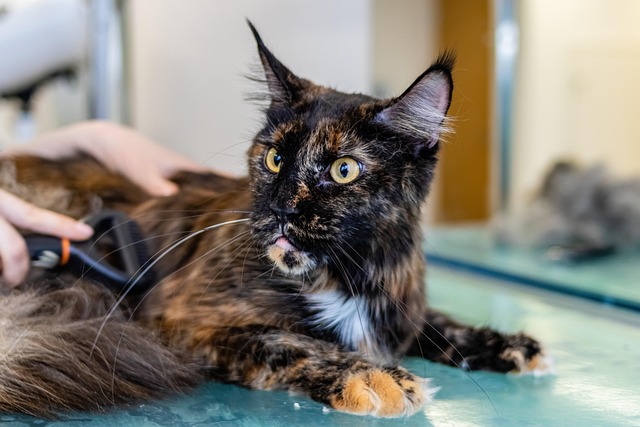 pet