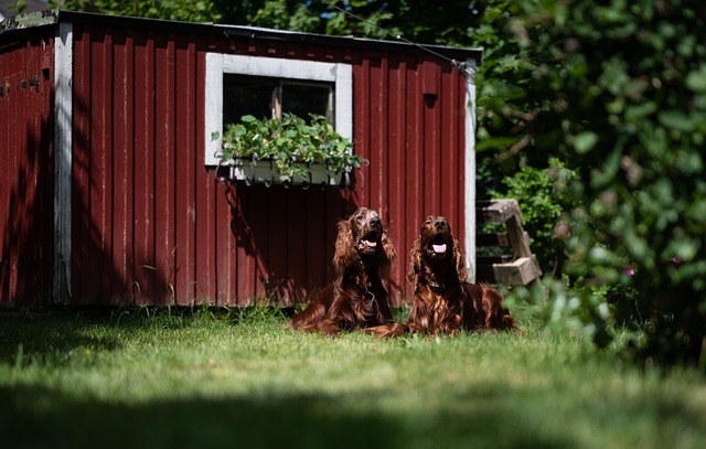 dogs