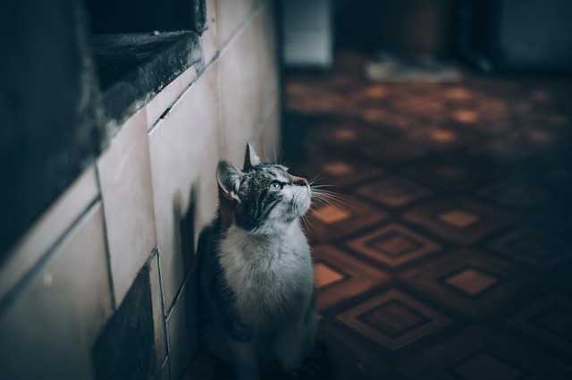 pets
