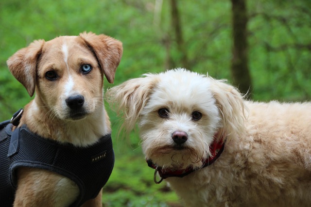 dog training