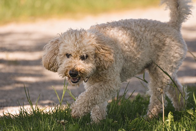 poodle