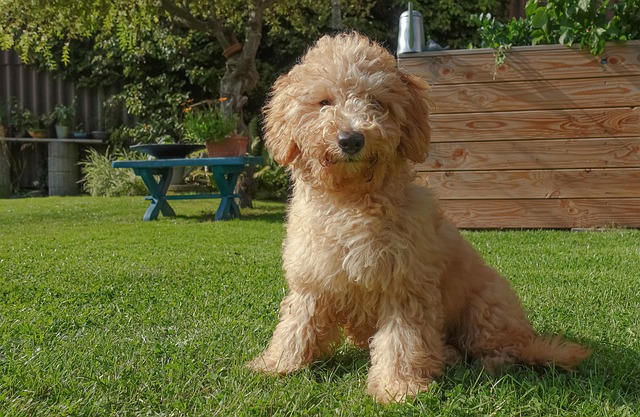 poodle