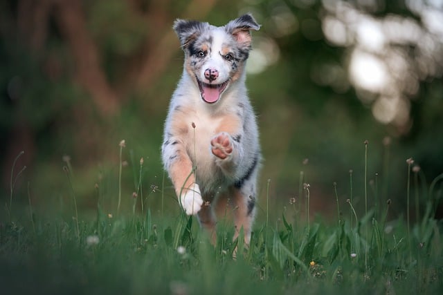 puppies