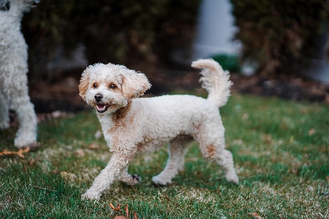 poodle
