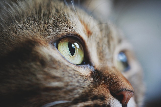 pets