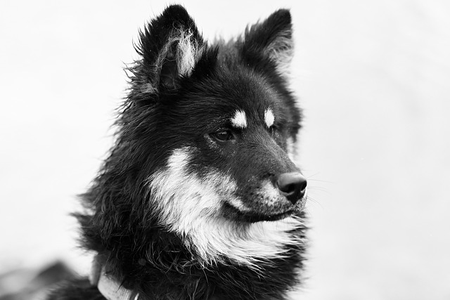 dogs