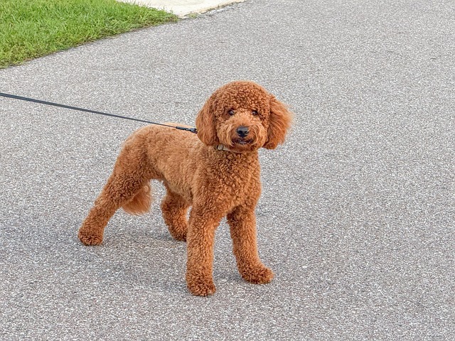 poodle