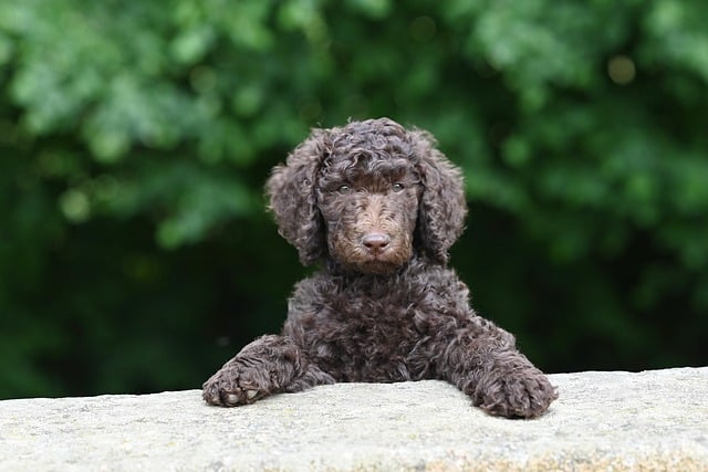 poodle