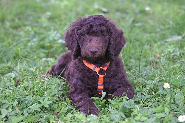 toy poodle